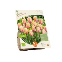 Bio - tulipa salmon imprssion 5st