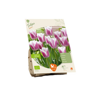 Bio tulipa siesta 5st