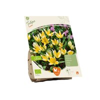 Bio - tulipa tarda 10st