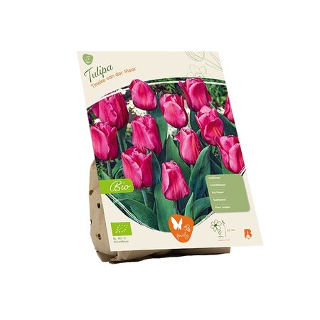 Bio - tulipa tineke v dr meer 5st