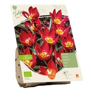 Bio - tulipa tiny timo 7st