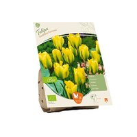 Bio - tulipa viridifl formosa 5st