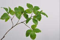 Blad tak l103cm groen