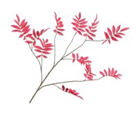 Bladtak l159cm beauty