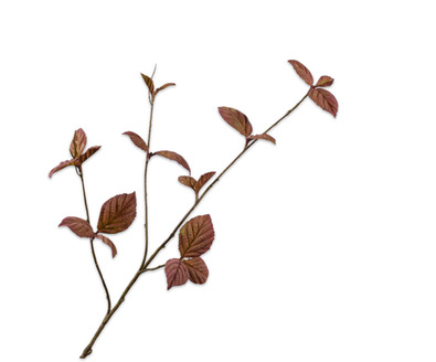 Bladtak l85cm bruin/groen