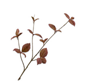 Bladtak l85cm bruin/groen