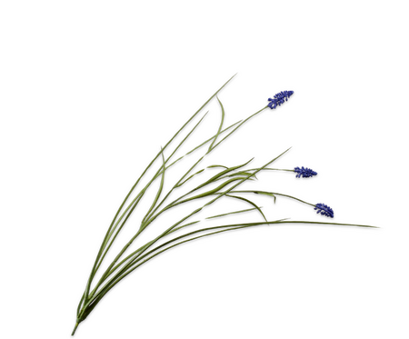 Blauwe druif tak 73cm