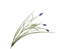 Blauwe druif tak 73cm