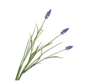 Blauwe druiftak l73cm blauw