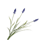Blauwe druiftak l73cm paars