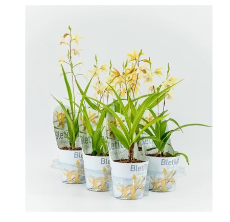 Bletilla geel 12 cm incl. potcover