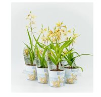 Bletilla geel 12 cm incl. potcover
