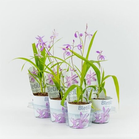 Bletilla roze 12 cm. incl. Potcover