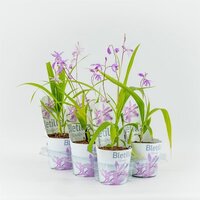 Bletilla roze 12 cm. incl. Potcover