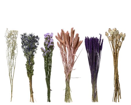 Bloem droogbloem d14l55cm a6