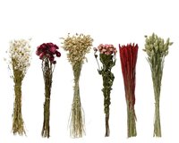 Bloem droogbloem d14l55cm a6