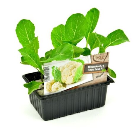 Bloemkool - afbeelding 1