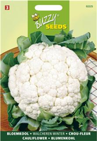 Bloemkool walcheren winter 0.5g - afbeelding 5