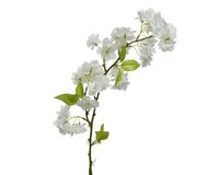 Bloesem poly l10b5h79cm wit