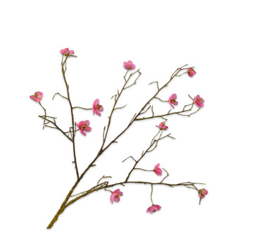 Bloesemtak l74cm beauty