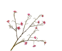 Bloesemtak l74cm beauty