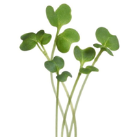 Boerenkool microgreens 1g - afbeelding 3