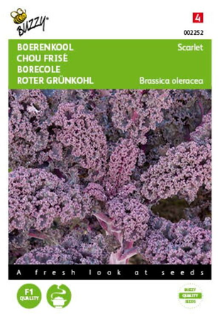 Boerenkool scarlet paars 2g - afbeelding 1