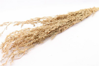 Bos beta gras 100g h100cm naturel