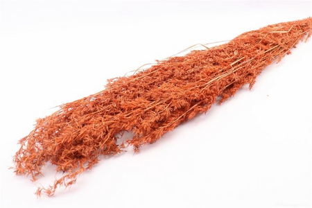 Bos beta gras 100g h100cm oranje