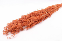 Bos beta gras 100g h100cm oranje