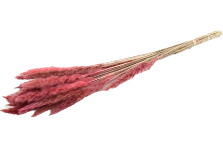 Bos fluffy pampas  75-80cm l.rz