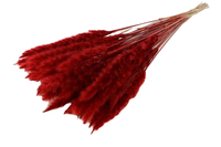 Bos fluffy pampas  l75-80cm rood