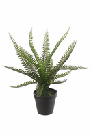 Boston varen i/pot h40cm p groen