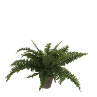 Boston varen in pot d50h42cm groen (Zijde-plant)