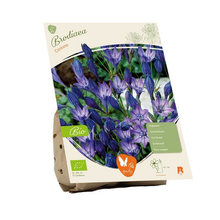 Brodiaea corinna bio 8st