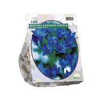 Brodiaea fabiola 100st