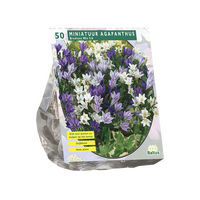 Brodiaea mix 50st