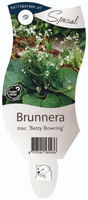 Brunnera mac. Betty Bowring P11