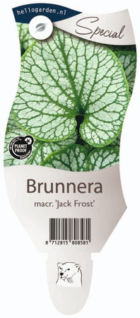 Brunnera macr. 'Jack Frost'