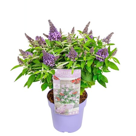 Buddleja 'B.C.® Little Lila Sweet.'