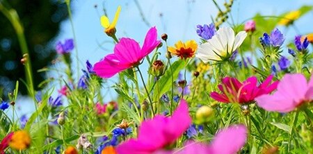 Buitencanvas 118x58cm veldbloemen