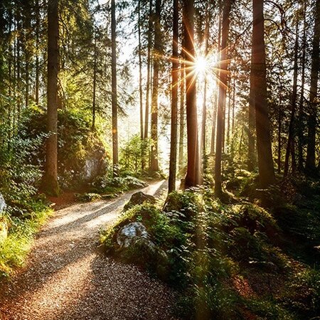 Buitencanvas 58x58cm bospad