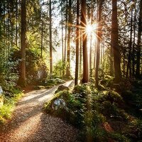 Buitencanvas 58x58cm bospad