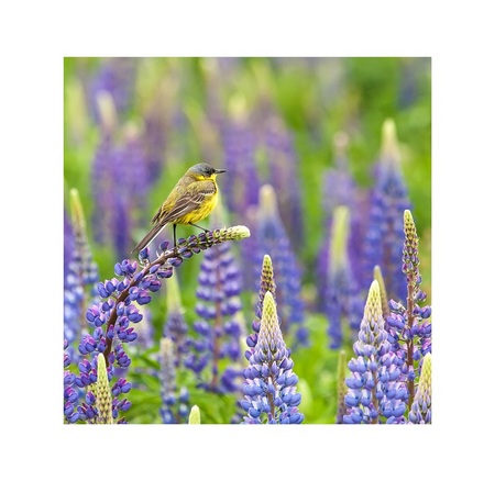 Buitencanvas 58x58cm kwikstaart