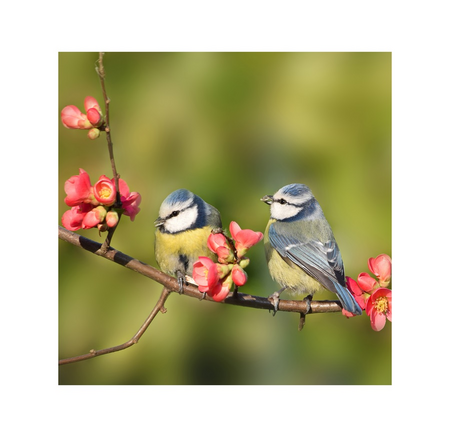 Buitencanvas 58x58cm pimpelmees