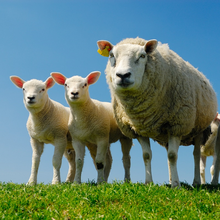 Buitencanvas 58x58cm schaap