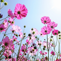 Buitencanvas 58x58cm veldbloem roze