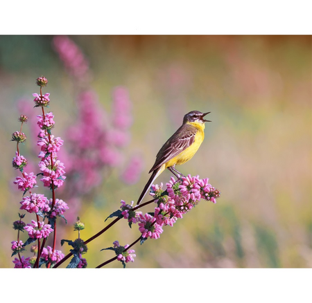 Buitencanvas 58x78cm kwikstaart