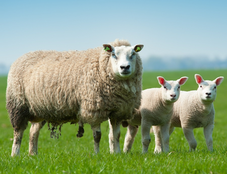 Buitencanvas 58x78cm schaap