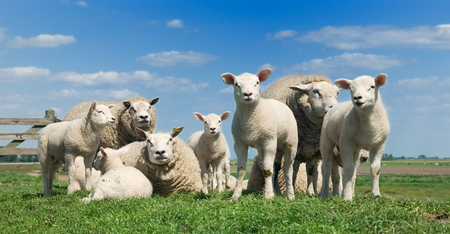 Buitencanvas 78x118cm schaap